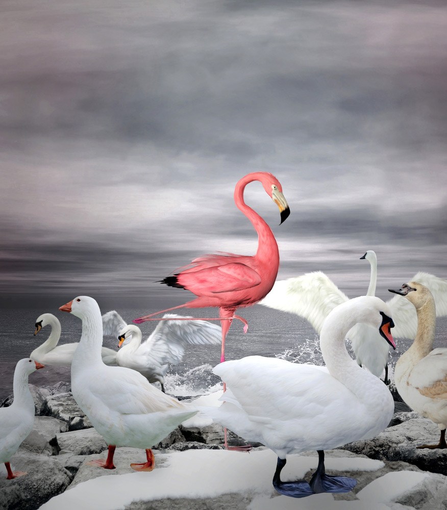 shutterstock_Flamingo-standing-out-from-the-crowd